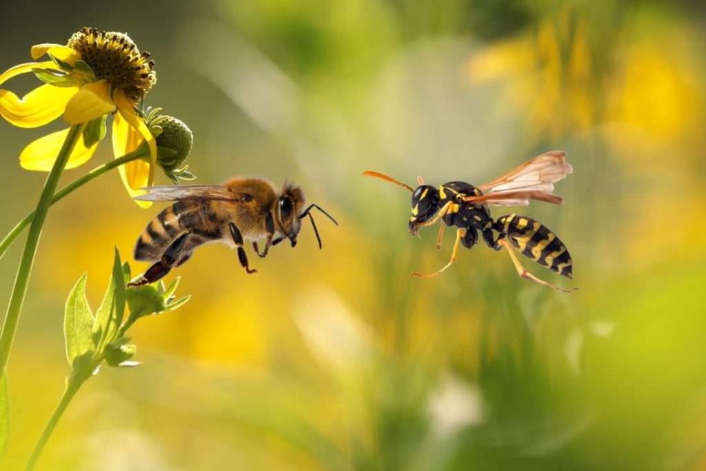 Noticing-the-differences-between-bees-and-wasps-for-removal-purposes